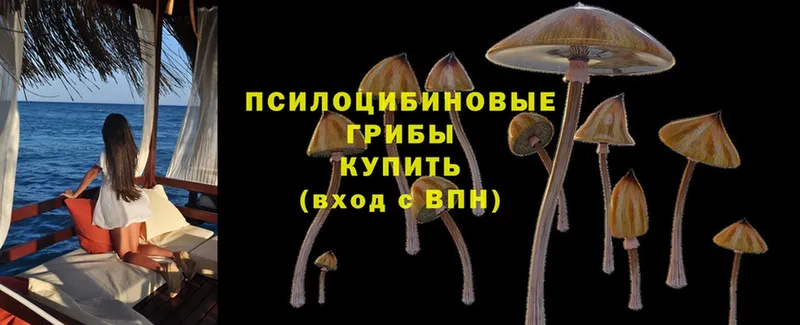 Псилоцибиновые грибы MAGIC MUSHROOMS  Кандалакша 